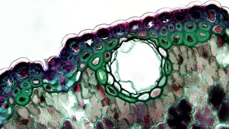 Cross-section