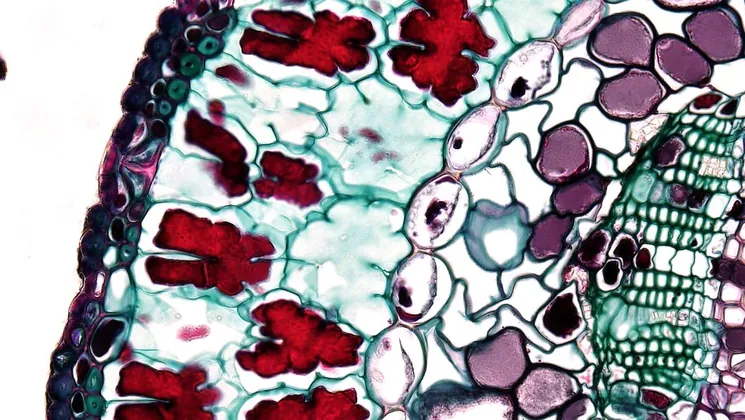 Organelles